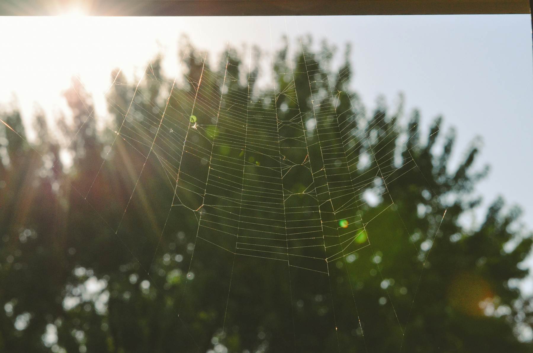 Spinnweben an einem Fenster im Morgenlicht